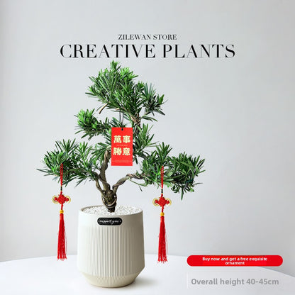 Five-Layer Pagoda Pine Bonsai with Ceramic Pot