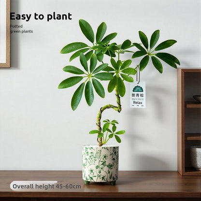 Stylized Schefflera Potted Plant for Indoor Decoration