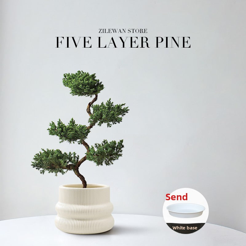 Five-Layer Pagoda Pine Bonsai with Ceramic Pot