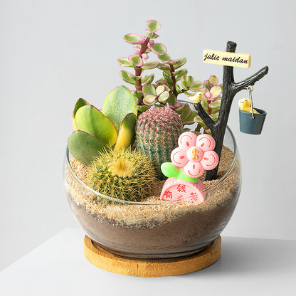 DIY Succulent Plant Set