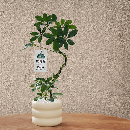Stylized Schefflera Potted Plant for Indoor Decoration